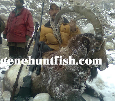 Pakistan Ibex Hunt